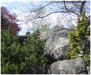 sinaifoliage